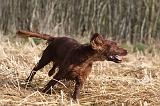 SETTER IRLANDAIS 470